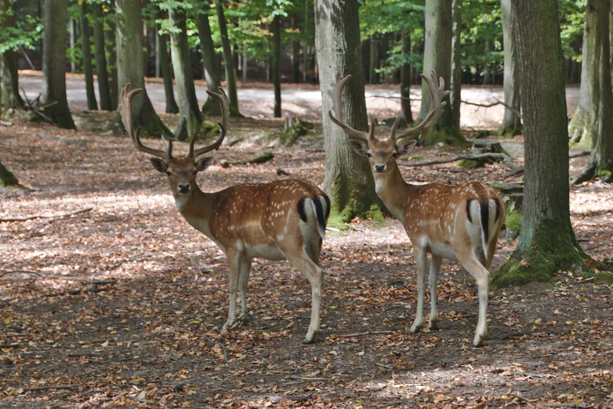 Is Holedná Observation Tower Suitable for Children?