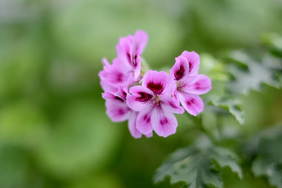 Is the Butterfly House at Diana Tower Worth It?